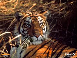 http://www.pbs.org/wnet/nature/tigers/index.html