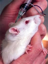 LESS ANIMAL TESTING In Norway