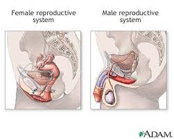 Male and  Female   Reproductive Systems