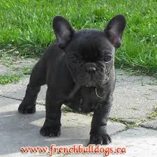 French Bulldogs - via Daymix