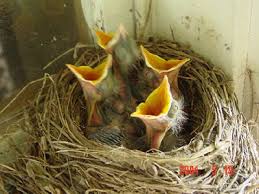Raising baby birds should be left to