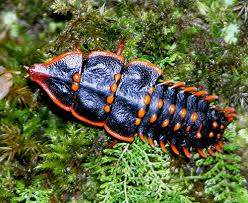 Female Trilobite beetle