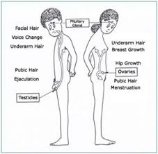 About Puberty for Both