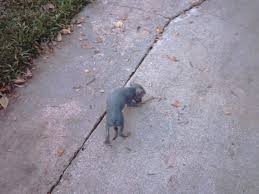 Blue Hairless Chihuahua (3 of