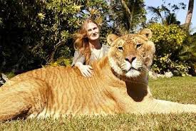 a Liger,world`s biggest cat - via Daymix