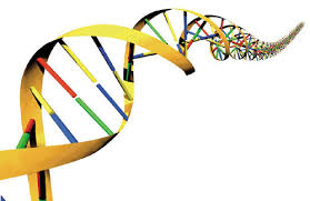 discovery of DNA's double