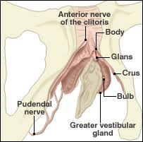 rethink on the clitoris