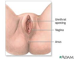 The  vaginal   opening lies just below    