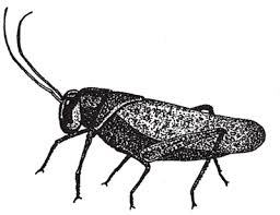 variable field crickets - via Daymix