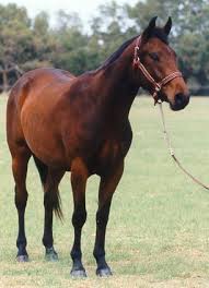 Horse Racing