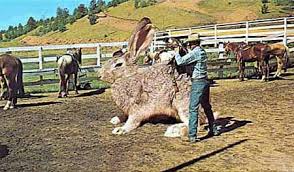 The Giant Rabbit