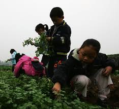 图为2007年11月7日在四川成都