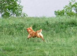 Wildhorn Golden Retrievers - via Daymix