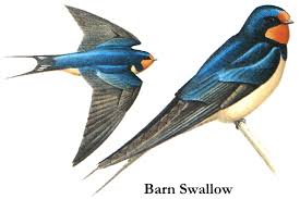 Barn Swallow (Hirundo rustica)