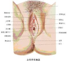 小丘，陰毛比較多的部分。