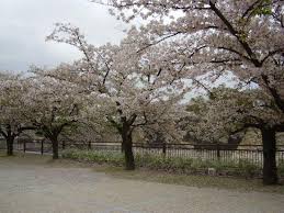 From Review: Osaka on - via Daymix