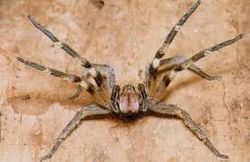 aranha armadeira pronunciation
