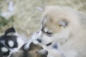 These  cute   puppies were playing    