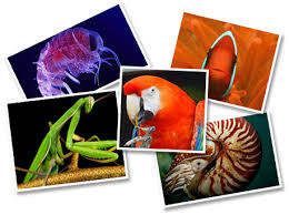      in varied  animal   phyla 