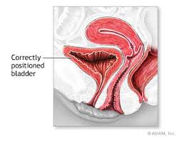  Anterior Vaginal Wall Repair 
