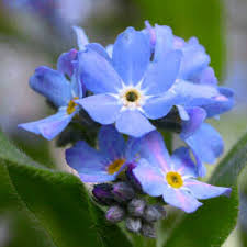 Alaska State Flower Forget Me Not
