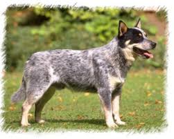 Australian Cattle Dog Puppies Breeders Cattle Dogs