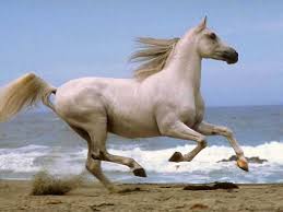 The horse is pretty and