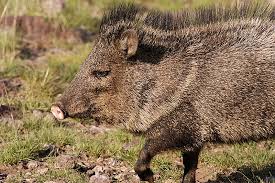 Javelina or Collared Peccary