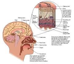 of the mucous membrane in - via Daymix