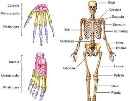Osteoporosis: what waits us in - via Daymix
