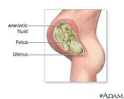   Amniotic   fluid