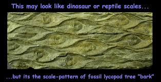 impressions of lycopod trees are