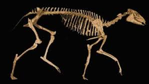 Mesohippus is intermediate between