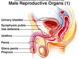 structures of each sex Male