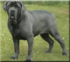   Neapolitan   Mastiff
