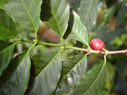 Coffea arabica Rubiaceae 887 - via Daymix
