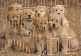   Puppies   in the Pen jpg