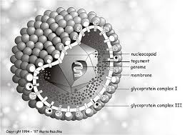 http://web.njit.edu/~pkb3/herpesvirus_biographix.jpg