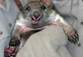 Cheerful wombat