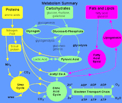 Review Metabolism - via Daymix