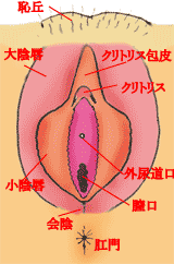女性器の解剖