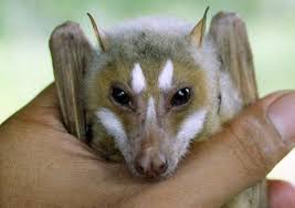 Flying fox picture