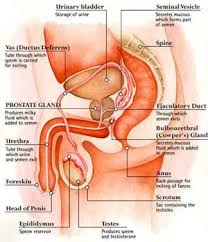 One of the hot spots in the body