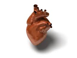 The  American Heart Association      