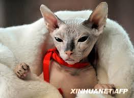 加拿大无毛猫又称斯芬克斯猫，是