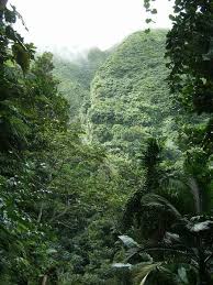 A rainforest - via Daymix