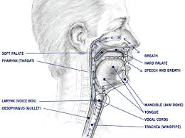 Side view picture of mouth,