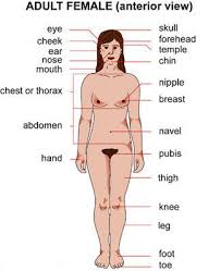   Women x26s   health
