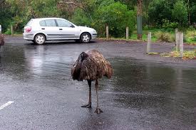 Either way, the Emu