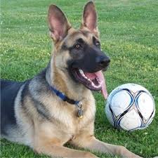 German Shepherd History